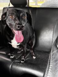 Found/Stray Female Dog last seen Glades Lane, Escambia County, FL 32507