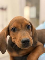Shelter Stray Male Dog last seen Pleasant Valley Rd, Knox County GP, TN, 3201 Division St, Knoxville, TN 37919, USA