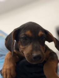 Shelter Stray Male Dog last seen Pleasant Valley Rd, Knox County GP, TN, 3201 Division St, Knoxville, TN 37919, USA