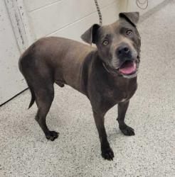 Shelter Stray Male Dog last seen Near Walrond, 64132, MO, 7077 Elmwood Ave, Kansas City, MO 64132, USA