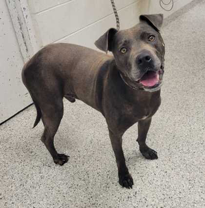 Shelter Stray Male Dog last seen Near Walrond, 64132, MO, 7077 Elmwood Ave, Kansas City, MO 64132, USA