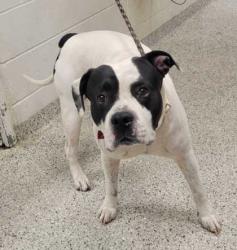 Shelter Stray Male Dog last seen Near E 113th St, 64134, MO, 7077 Elmwood Ave, Kansas City, MO 64132, USA
