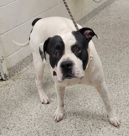 Shelter Stray Male Dog last seen Near E 113th St, 64134, MO, 7077 Elmwood Ave, Kansas City, MO 64132, USA