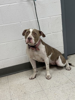 Shelter Stray Female Dog last seen , Biloxi, MS, 2615 25th Ave, Gulfport, MS 39501, USA