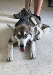Shelter Stray Male Dog last seen , Biloxi, MS, 2615 25th Ave, Gulfport, MS 39501, USA