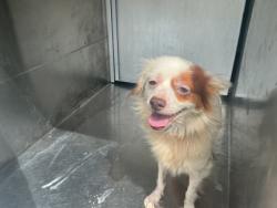 Shelter Stray Male Dog last seen Near Greenwood Blvd, Caddo Parish, LA, 1500 Monty St, Shreveport, LA 71107, USA