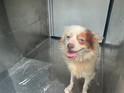 Shelter Stray Male Dog last seen Near Greenwood Blvd, Caddo Parish, LA, 1500 Monty St, Shreveport, LA 71107, USA