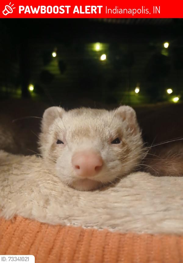 Lost Male Ferret last seen Washington and Emerson, Indianapolis, IN 46219