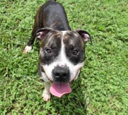 Shelter Stray Male Dog last seen S Stonebrook Drive, Homosassa, FL, 4030 S Airport Rd, Inverness, FL 34450, USA
