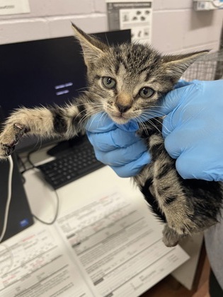Shelter Stray Female Cat last seen Near JEFFERSON HWY, 70806, LA, 2550 Gourrier Ave, Baton Rouge, LA 70820, USA