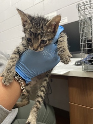 Shelter Stray Male Cat last seen Near JEFFERSON HWY, 70806, LA, 2550 Gourrier Ave, Baton Rouge, LA 70820, USA