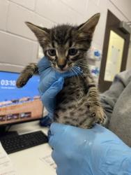 Shelter Stray Male Cat last seen Near JEFFERSON HWY, 70806, LA, 2550 Gourrier Ave, Baton Rouge, LA 70820, USA