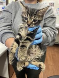 Shelter Stray Male Cat last seen Near JEFFERSON HWY, 70806, LA, 2550 Gourrier Ave, Baton Rouge, LA 70820, USA