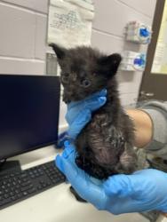 Shelter Stray Female Cat last seen Near JEFFERSON HWY, 70806, LA, 2550 Gourrier Ave, Baton Rouge, LA 70820, USA