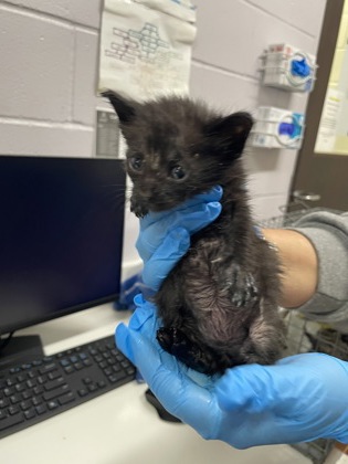 Shelter Stray Female Cat last seen Near JEFFERSON HWY, 70806, LA, 2550 Gourrier Ave, Baton Rouge, LA 70820, USA