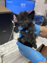 Shelter Stray Female Cat last seen Near JEFFERSON HWY, 70806, LA, 2550 Gourrier Ave, Baton Rouge, LA 70820, USA