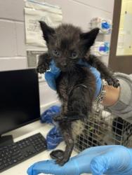 Shelter Stray Female Cat last seen Near JEFFERSON HWY, 70806, LA, 2550 Gourrier Ave, Baton Rouge, LA 70820, USA