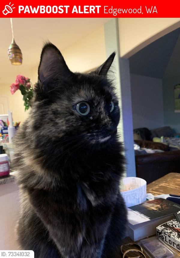 Lost Female Cat last seen Edgewood park, Edgewood, WA 98372