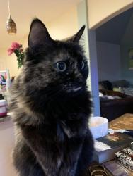 Lost Female Cat last seen Edgewood park, Edgewood, WA 98372