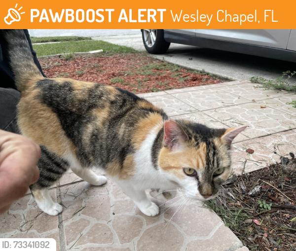 Found/Stray Female Cat last seen Wesley point, Wesley Chapel, FL 33545
