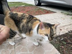 Found/Stray Female Cat last seen Wesley point, Wesley Chapel, FL 33545