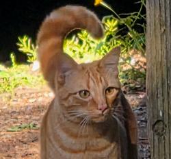 Lost Male Cat last seen Near slager ave, Maple Ridge, BC V2X 3C7