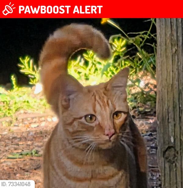 Lost Male Cat last seen Near slager ave, Maple Ridge, BC V2X 3C7