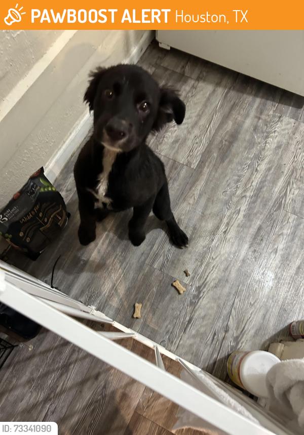 Found/Stray Male Dog last seen Allendale rd and Galveston Rd, Houston, TX 77017
