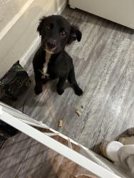 Found/Stray Male Dog last seen Allendale rd and Galveston Rd, Houston, TX 77017