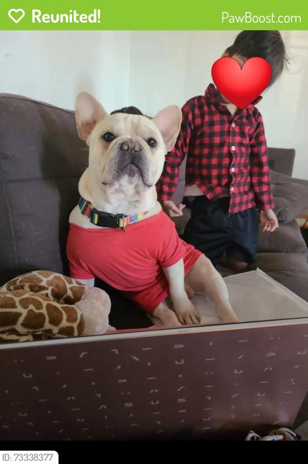 Reunited Male Dog last seen 24th, Sacramento, CA 95820