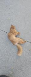 Reunited Unknown Cat last seen St. Mary's Center for Women and children, Boston, MA 02125