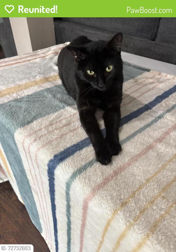 Reunited Male Cat last seen Tidewater and Biltmore, Norfolk, VA 23505