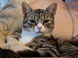 Lost Male Cat last seen Goodwins mills rd, Waterboro, ME 04087