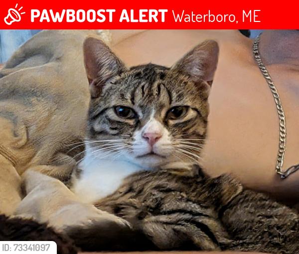 Lost Male Cat last seen Goodwins mills rd, Waterboro, ME 04087