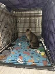 Found/Stray Female Cat last seen Texas Pkwy & Turtle Creek Dr at Self Car Wash, Missouri City, TX 77489