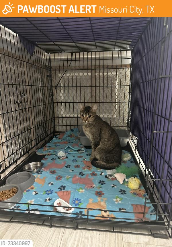 Found/Stray Female Cat last seen Texas Pkwy & Turtle Creek Dr at Self Car Wash, Missouri City, TX 77489