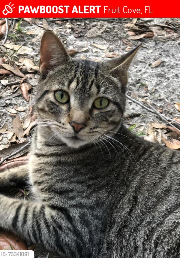 Lost Male Cat last seen Near Fruit Cove Rd, Fruit Cove, FL 32259