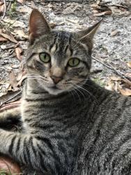 Lost Male Cat last seen Near Fruit Cove Rd, Fruit Cove, FL 32259