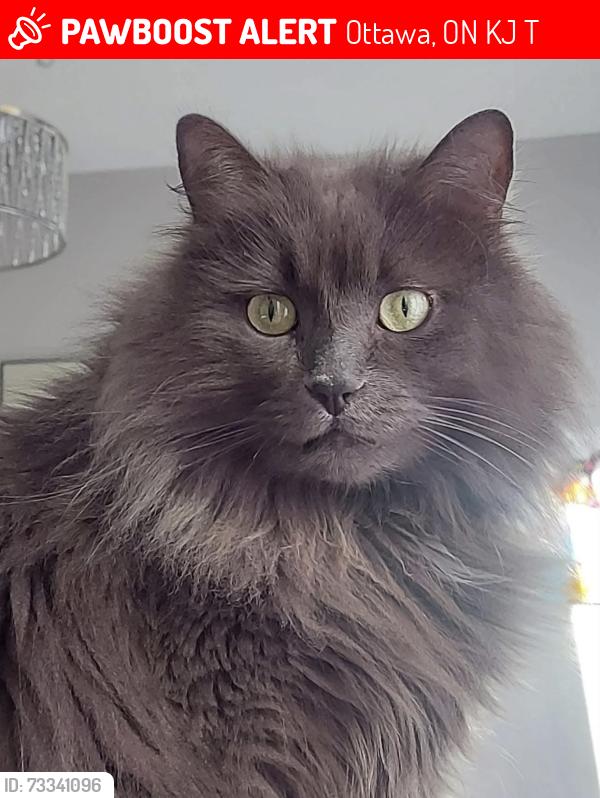 Lost Male Cat last seen Mesa Drive, Finial Way, Flagstaff Drive, Ottawa, ON K2J 6T5