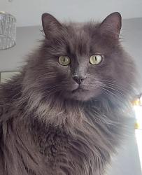 Lost Male Cat last seen Mesa Drive, Finial Way, Flagstaff Drive, Ottawa, ON K2J 6T5