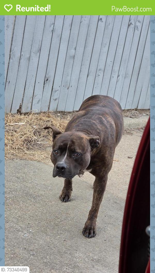 Reunited Female Dog last seen Near north ave, Richmond, VA 23222