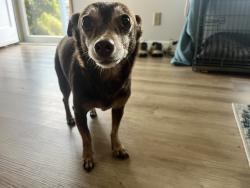 Reunited Female Dog last seen Scottdale Street and Spring Creek, Eugene, OR 97404