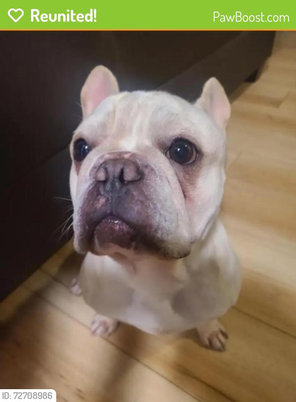 Reunited Male Dog last seen Thorpe way, Sacramento, CA 95822