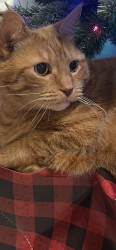 Reunited Male Cat last seen Belcher near Greenbriar, Clearwater, FL 33763