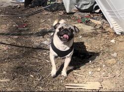 Reunited Male Dog last seen Oakley Ave on Truman road and E 16th St, Kansas City, MO 64127