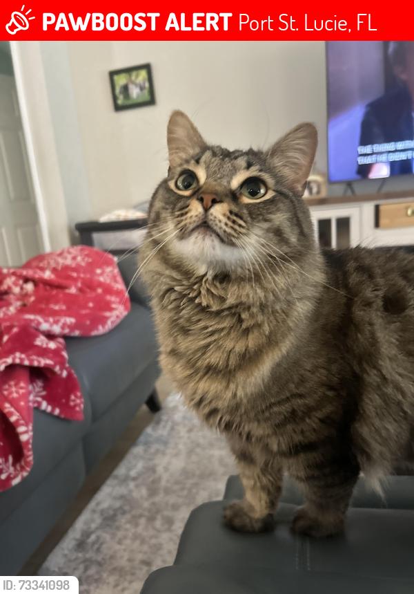 Lost Male Cat last seen Rosser, Port St. Lucie, FL 34953