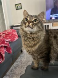Lost Male Cat last seen Rosser, Port St. Lucie, FL 34953