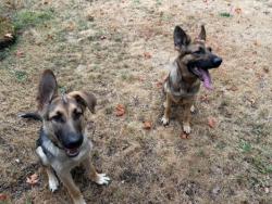 Reunited Male Dog last seen Welches Road, Mount Hood Village, OR 97067