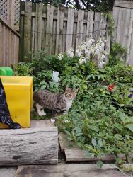 Found/Stray Female Cat last seen Keele and eglington, Toronto, ON M6M 1L3