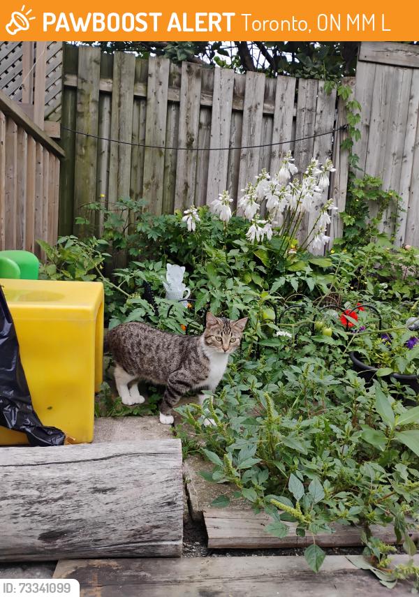 Found/Stray Female Cat last seen Keele and eglington, Toronto, ON M6M 1L3